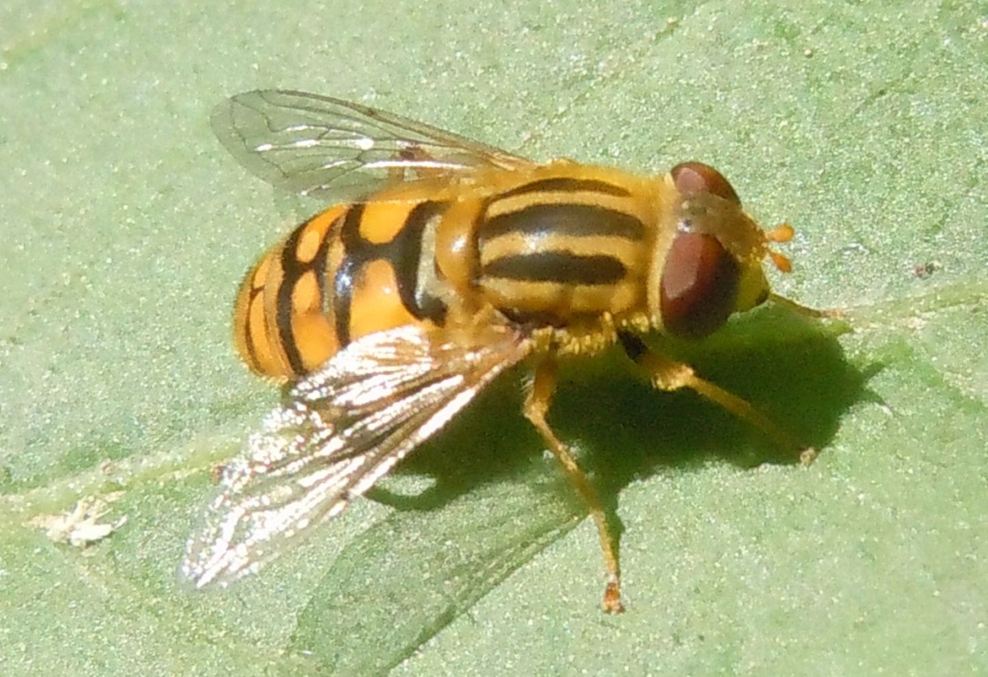 Syrphidae: Parhelophilus versicolor, femmina